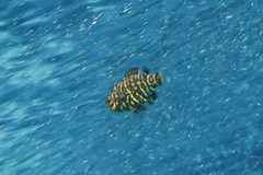 Hyperoglyphe antarctica