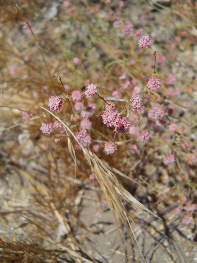 wand buckwheat in August 2013 by kevinhintsa. From past files ...