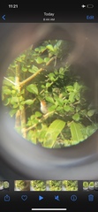 Orthotomus ruficeps