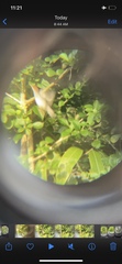 Orthotomus ruficeps