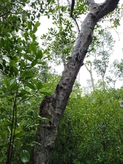 Rhizophora apiculata
