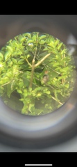 Orthotomus ruficeps