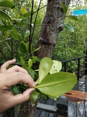 Rhizophora apiculata