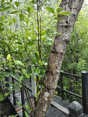 Rhizophora apiculata