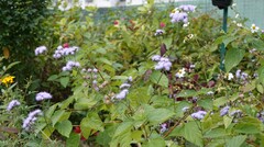 Ageratum houstonianum