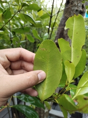 Rhizophora apiculata