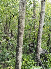 Rhizophora mucronata