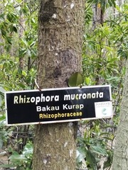Rhizophora mucronata