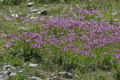 Chamaenerion fleischeri