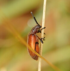 Metriolagria affinis