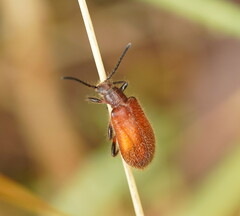 Metriolagria affinis