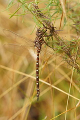 Austroaeschna unicornis