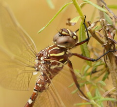 Austroaeschna unicornis