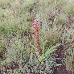 Disa versicolor