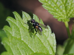 Phania funesta