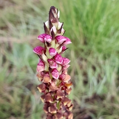 Disa versicolor