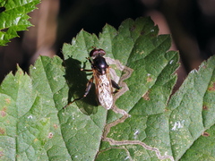 Chalcosyrphus