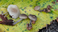 Hydropus marginellus