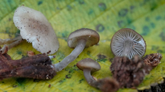 Hydropus marginellus