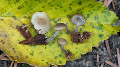 Hydropus marginellus