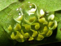 Fleischmann's Glass Frog photo 2