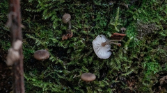 Hydropus marginellus