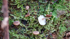 Hydropus marginellus