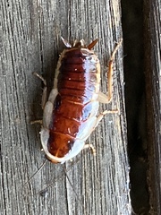 Drymaplaneta semivitta