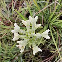 Habenaria epipactidea