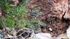 Hydropus marginellus