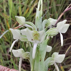 Habenaria epipactidea