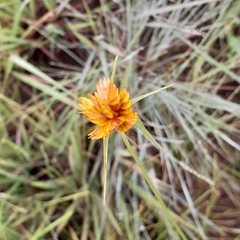 Cyperus sphaerocephalus