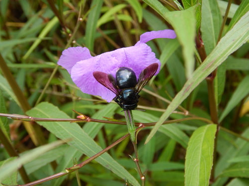 Southern carpenter bee