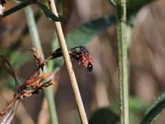 Melanocoryphus tristrami