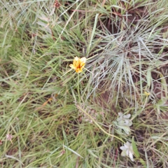 Cyperus sphaerocephalus