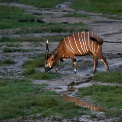 Tragelaphus eurycerus eurycerus