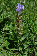 Scutellaria alpina