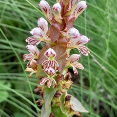 Satyrium cristatum