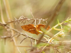 Chrysolarentia leucozona