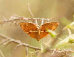 Chrysolarentia leucozona