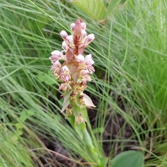 Satyrium cristatum