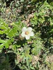 Hibiscus richardsonii