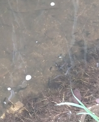 Barbodes semifasciolatus