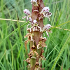 Satyrium cristatum