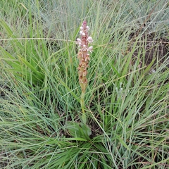 Satyrium cristatum