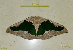Celenna festivaria