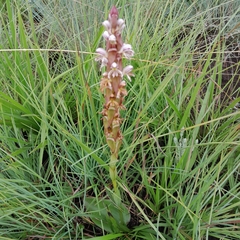 Satyrium cristatum