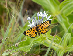 Pardopsis punctatissima