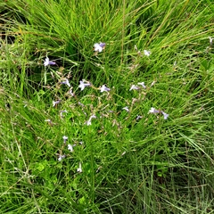 Lobelia flaccida