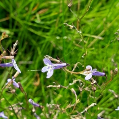 Lobelia flaccida